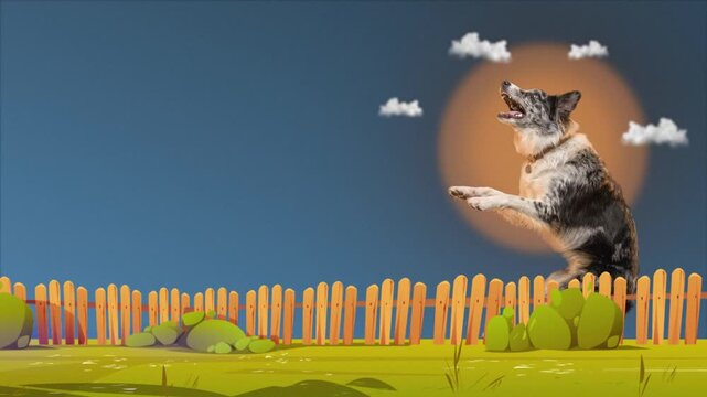 Border collie dog for agility training featuring a focused portrait with yellow backlight with copy space for digital ads and social media.