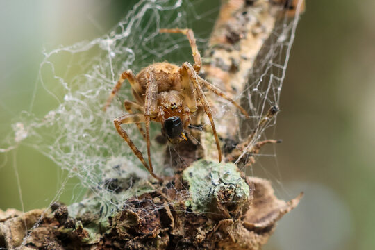 Orb weaver spider feeding on captured insect in tangled web on tree bark, showing natural predation, camouflage, and detailed woodland ecology in close macro view