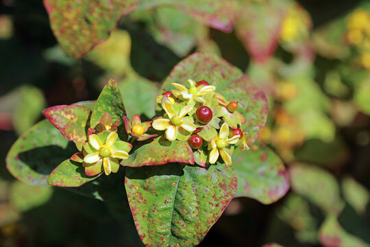 Macro image of sunlit Tutsan flowers and berries, Derbyshire England
