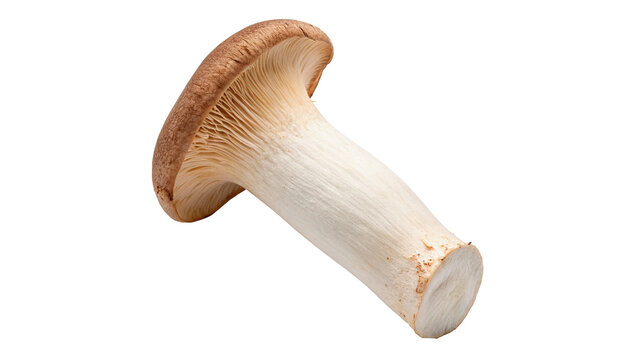 Fresh organic raw king oyster mushroom agriculture ingredient isolated on transparent background.