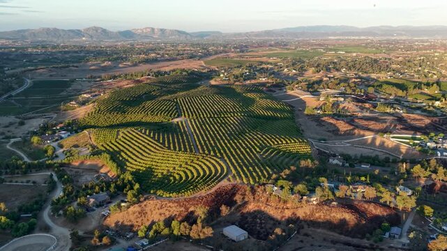 Expansive Temecula wine country vineyard spreads across rolling hills at golden hour, aerial panoramic overview