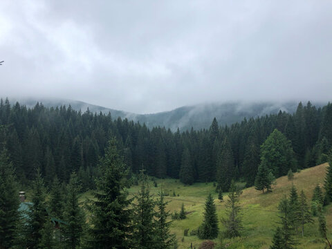 Mist rolling over a pine forest and green meadow in Durmitor National Park, Montenegro