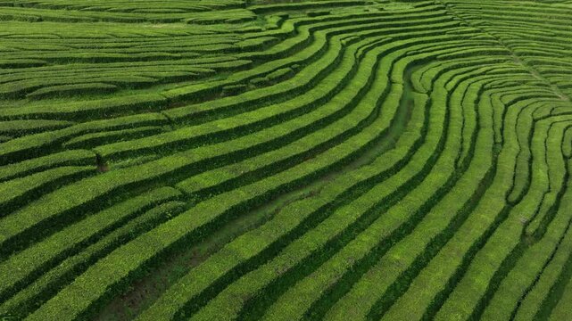 Scenic and serene Aerial View of Green Tea Plantation Terraces Pattern. Tea industry and tea production plant. 