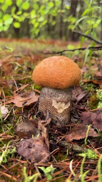 Picking mushrooms in the forest. Selective focus.