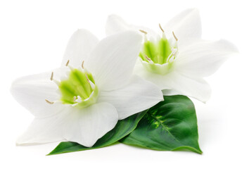 Fototapeta premium two white eucharis amazonica flowers isolated on white background