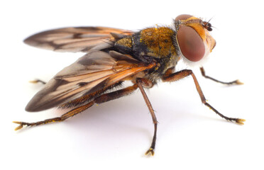 Fototapeta premium hoverfly macro close up isolated on white background