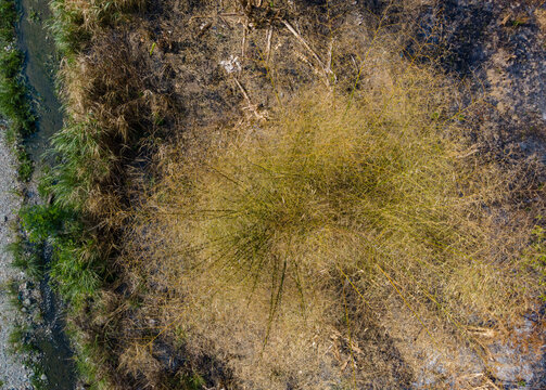 Bamboo Trees Growing Near a River with Rice Husk Ash Burn Residue in a Rural Landscape. The Scene Highlights Tropical Vegetation, Riverbanks, and Traditional Agricultural Activity Viewed from Above.