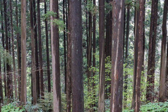 Tall cedar trees with dappled spring sunlight in a forest in Matsumae Hokkaido