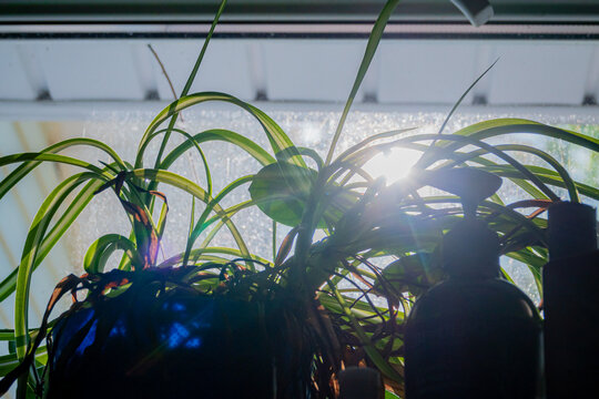 Sunlight filtering through vibrant green leaves in a cozy indoor space