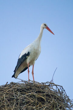 White Stork Displaying Black Wingtips in Georgia