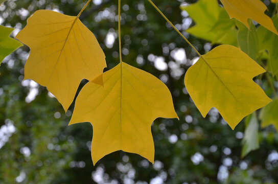 Closeup tulip tree golden-yellow hue leaves (Liriodendron tulipifera) with its distinctive serrated edges against natural green blurred background .Autumn, nature, trees, natural  environment.	