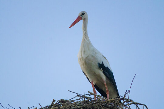 Wide View of a White Stork on Its Nest in Georgia