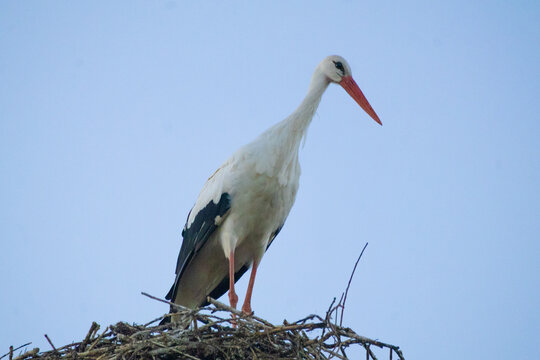White Stork Surveying the Land From Its Nest in Georgia