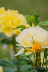 Fototapeta premium Beautiful blooming yellow roses in a vibrant garden during the sunny afternoon light