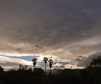 silhouetted palm tress against  dramatic clouds at sunset