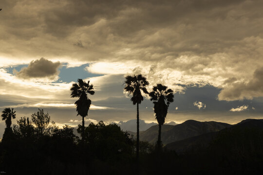 silhouetted palm tress against  dramatic clouds at sunset