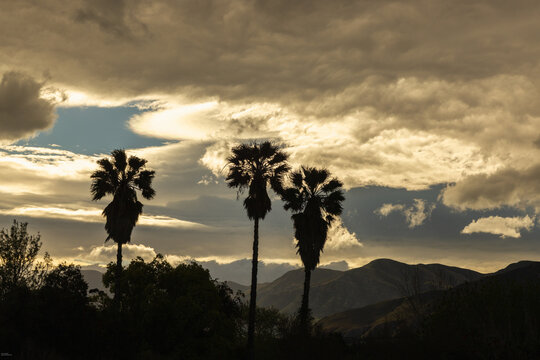 silhouetted palm tress against  dramatic clouds at sunset