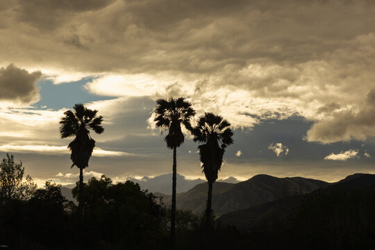 silhouetted palm tress against  dramatic clouds at sunset