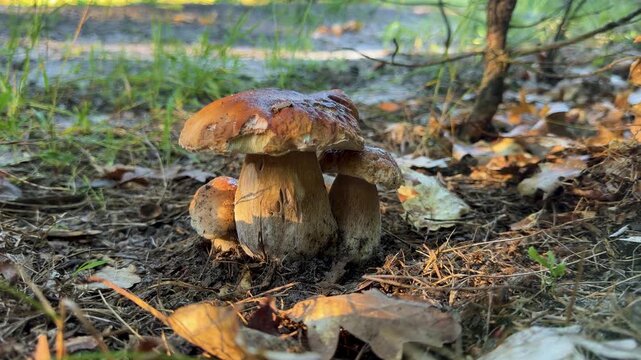 Picking mushrooms in the forest. Selective focus.