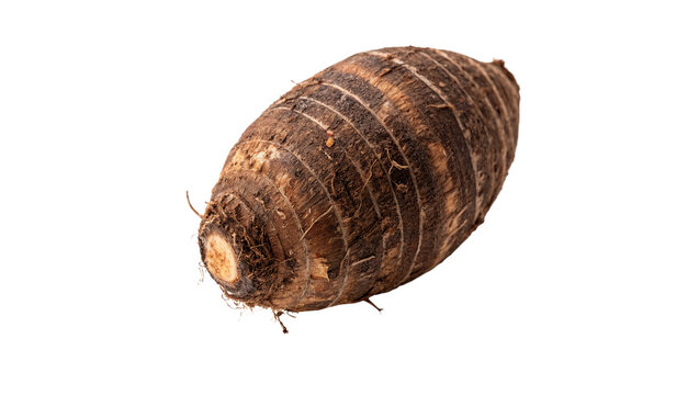 Whole raw organic taro root vegetable corm isolated on transparent background.