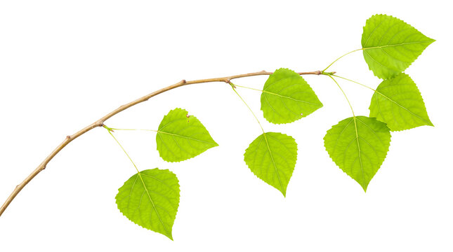 Fresh Green Poplar Tree Branch with Leaves Isolated on Transparent Background, Spring Foliage Twig Cutout for Botanical Design