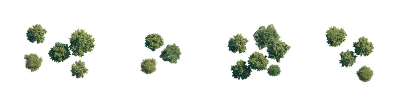 top view tree group without shadows (aerial tree canopy, overhead tree cluster) isolated PNG on a transparent background premium nature cutout