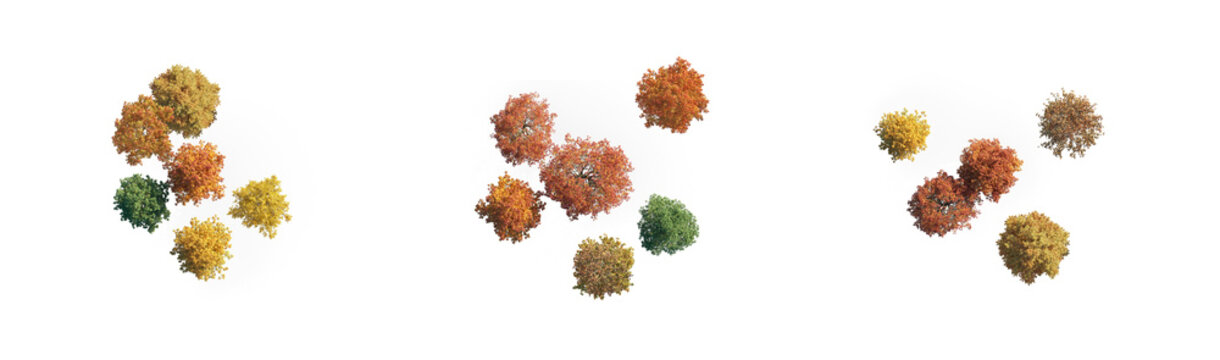 top view group of trees without shadows and autumn colors (aerial tree group, overhead autumn trees) isolated png on a transparent background premium nature cutout