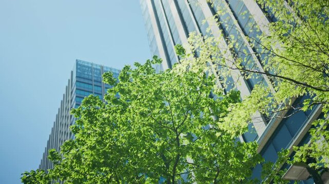Fresh green leaves and a glass office tower against a blue sky in Tokyo
