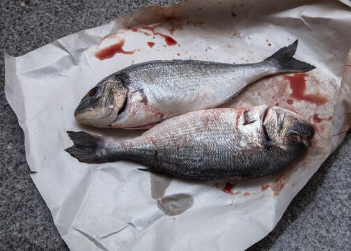 Raw Fish on Paper. Two freshly bought sea bream on the kitchen counter.