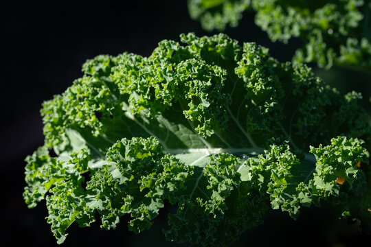 Close-up of a kale leaf. The kale is growing in the garden. The leaf stands out against the dark background.