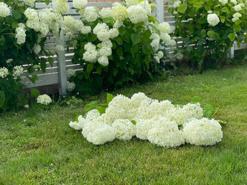 White hydrangea flowers lying on green grass in a sunny garden