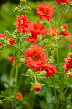 Bright red flowers blooming in a garden during a sunny afternoon
