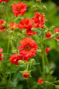 Vibrant red blossoms brighten the garden in springtime splendor