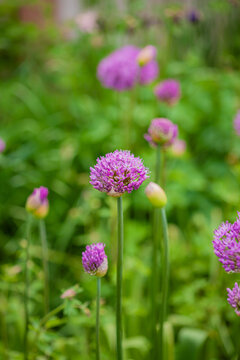 Purple flowers bloom in a vibrant garden filled with lush greenery during the springtime