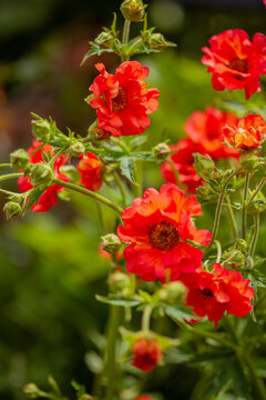 Vibrant red flowers blooming in a lush garden during a sunny afternoon