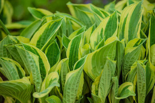 Vibrant green hosta plants thrive in a lush garden setting under bright sunlight