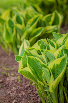 Lush green hostas thriving in a vibrant garden landscape