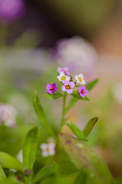 Colorful blooms thrive in a vibrant garden, showcasing nature's delicate beauty