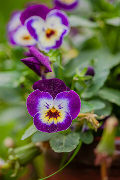 Vibrant pansy blooms capture the essence of spring in a sunny garden
