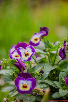 Vibrant purple pansies bloom in a sunny garden, spreading joy and color