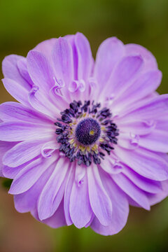 Purple flower blooms with delicate petals and vibrant center in a serene natural setting