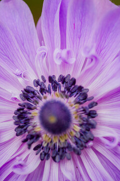 Vibrant close-up view of a purple flower revealing intricate details and natural beauty