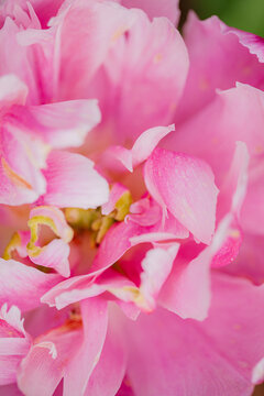 Delicate pink petals display nature's beauty in a vibrant floral encounter