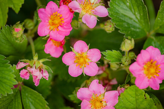 Vivid strawberry blossoms shine brightly under the spring sun in a lush garden setting