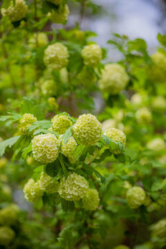 Delicate green blooms nestled among lush foliage create a serene garden atmosphere