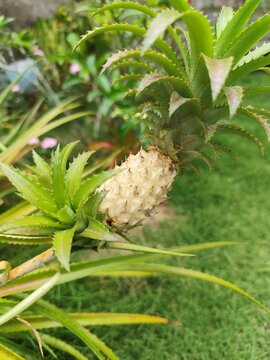 close up of wild pineapple