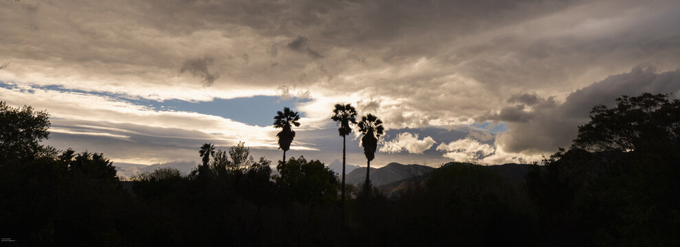 panorama of silhouetted palm tress against  dramatic clouds at sunset