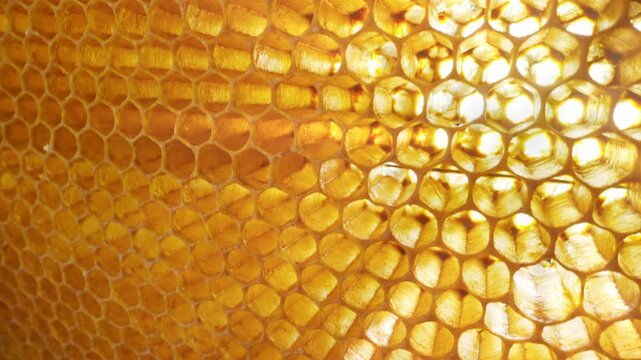 Translucent honeycomb illuminated by warm sunlight. Golden sun rays shine through natural wax cells, abstract organic texture, bees, nature concept.