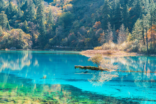 Scenery Jiuzhaigou national park in Sichuan, China. Beautiful Five Flower Lake in Autumn season. Famous Landmark and Vacation near Chengdu, China. Asia travel concept