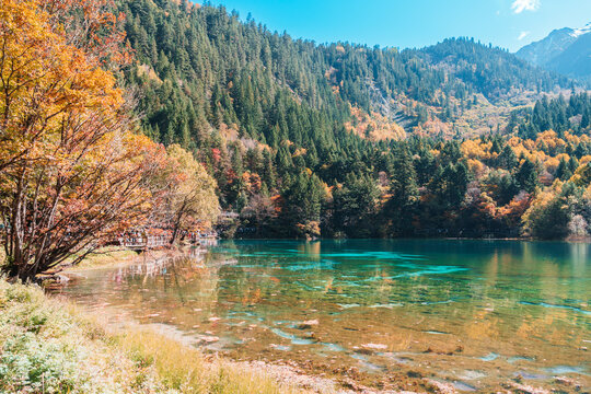Scenery Jiuzhaigou national park in Sichuan, China. Beautiful Five Flower Lake in Autumn season. Famous Landmark and Vacation near Chengdu, China. Asia travel concept